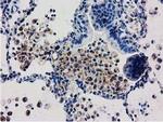 Adenylate Kinase 3 Antibody in Immunohistochemistry (Paraffin) (IHC (P))