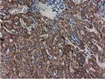 Adenylate Kinase 3 Antibody in Immunohistochemistry (Paraffin) (IHC (P))