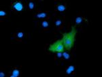 MICAL1 Antibody in Immunocytochemistry (ICC/IF)