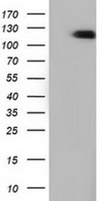 MICAL1 Antibody in Western Blot (WB)