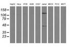 MICAL1 Antibody in Western Blot (WB)