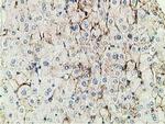 PBLD Antibody in Immunohistochemistry (Paraffin) (IHC (P))