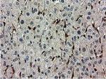 RNH1 Antibody in Immunohistochemistry (Paraffin) (IHC (P))