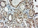 RNH1 Antibody in Immunohistochemistry (Paraffin) (IHC (P))