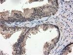 RNH1 Antibody in Immunohistochemistry (Paraffin) (IHC (P))