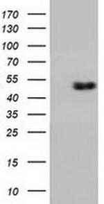 RNH1 Antibody in Western Blot (WB)