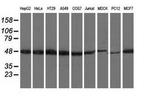 RNH1 Antibody in Western Blot (WB)