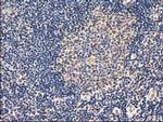 Adenylate Kinase 3 Antibody in Immunohistochemistry (Paraffin) (IHC (P))