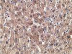 GRHPR Antibody in Immunohistochemistry (Paraffin) (IHC (P))