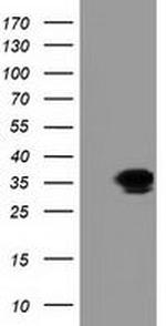 GRHPR Antibody in Western Blot (WB)