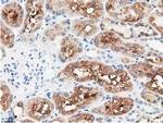 PPWD1 Antibody in Immunohistochemistry (Paraffin) (IHC (P))