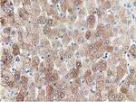 PPWD1 Antibody in Immunohistochemistry (Paraffin) (IHC (P))