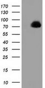 PPWD1 Antibody in Western Blot (WB)