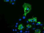 PYCR2 Antibody in Immunocytochemistry (ICC/IF)