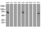 SAMHD1 Antibody in Western Blot (WB)