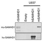 SAMHD1 Antibody in Western Blot (WB)