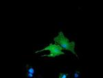 BIN3 Antibody in Immunocytochemistry (ICC/IF)