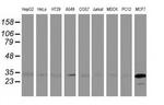 BIN3 Antibody in Western Blot (WB)