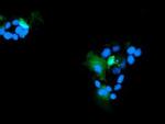 RNH1 Antibody in Immunocytochemistry (ICC/IF)