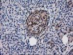 RNH1 Antibody in Immunohistochemistry (Paraffin) (IHC (P))