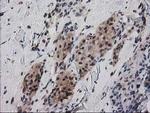 RNH1 Antibody in Immunohistochemistry (Paraffin) (IHC (P))