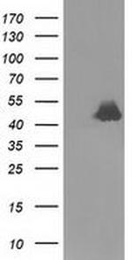 RNH1 Antibody in Western Blot (WB)