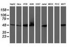 RNH1 Antibody in Western Blot (WB)