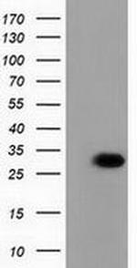 PBLD Antibody in Western Blot (WB)