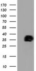 XLF Antibody in Western Blot (WB)