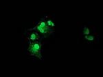 XLF Antibody in Immunocytochemistry (ICC/IF)