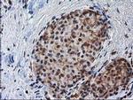 XLF Antibody in Immunohistochemistry (Paraffin) (IHC (P))