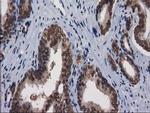 XLF Antibody in Immunohistochemistry (Paraffin) (IHC (P))