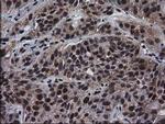 XLF Antibody in Immunohistochemistry (Paraffin) (IHC (P))