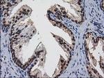 XLF Antibody in Immunohistochemistry (Paraffin) (IHC (P))