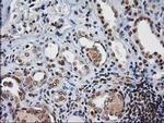 XLF Antibody in Immunohistochemistry (Paraffin) (IHC (P))