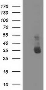 XLF Antibody in Western Blot (WB)