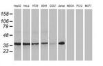 XLF Antibody in Western Blot (WB)