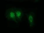 RABL2A Antibody in Immunocytochemistry (ICC/IF)