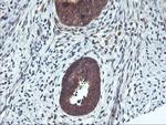 RABL2A Antibody in Immunohistochemistry (Paraffin) (IHC (P))