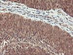 RABL2A Antibody in Immunohistochemistry (Paraffin) (IHC (P))