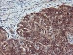 RABL2A Antibody in Immunohistochemistry (Paraffin) (IHC (P))