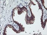 RABL2A Antibody in Immunohistochemistry (Paraffin) (IHC (P))