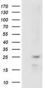 RABL2A Antibody in Western Blot (WB)