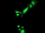 PYCRL Antibody in Immunocytochemistry (ICC/IF)