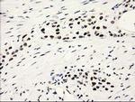 PYCRL Antibody in Immunohistochemistry (Paraffin) (IHC (P))