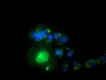 Syntrophin alpha-1 Antibody in Immunocytochemistry (ICC/IF)