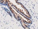 Annexin A3 Antibody in Immunohistochemistry (Paraffin) (IHC (P))