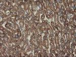 CLPP Antibody in Immunohistochemistry (Paraffin) (IHC (P))