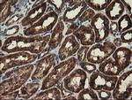 CLPP Antibody in Immunohistochemistry (Paraffin) (IHC (P))