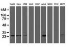 CLPP Antibody in Western Blot (WB)